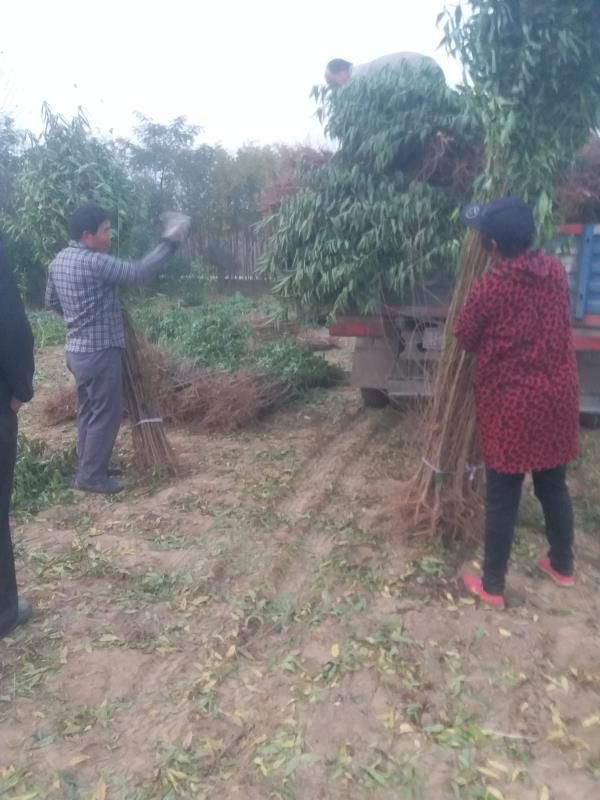  毛桃苗 基地热销中 毛桃树苗 毛桃实生苗