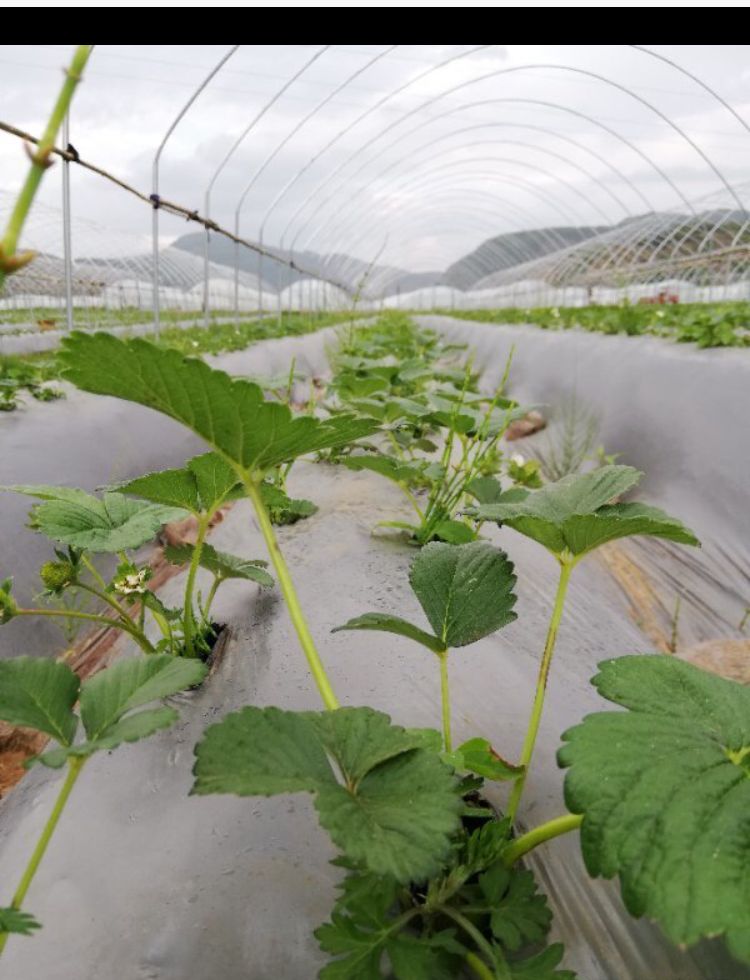 全明星草莓苗 根系发达成活率高。