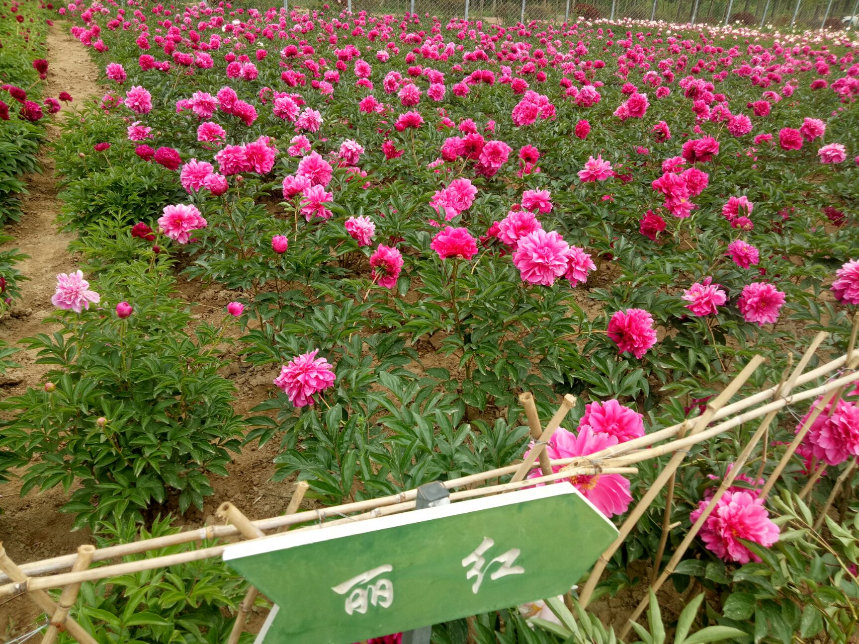 多花芍药 杨妃驾到