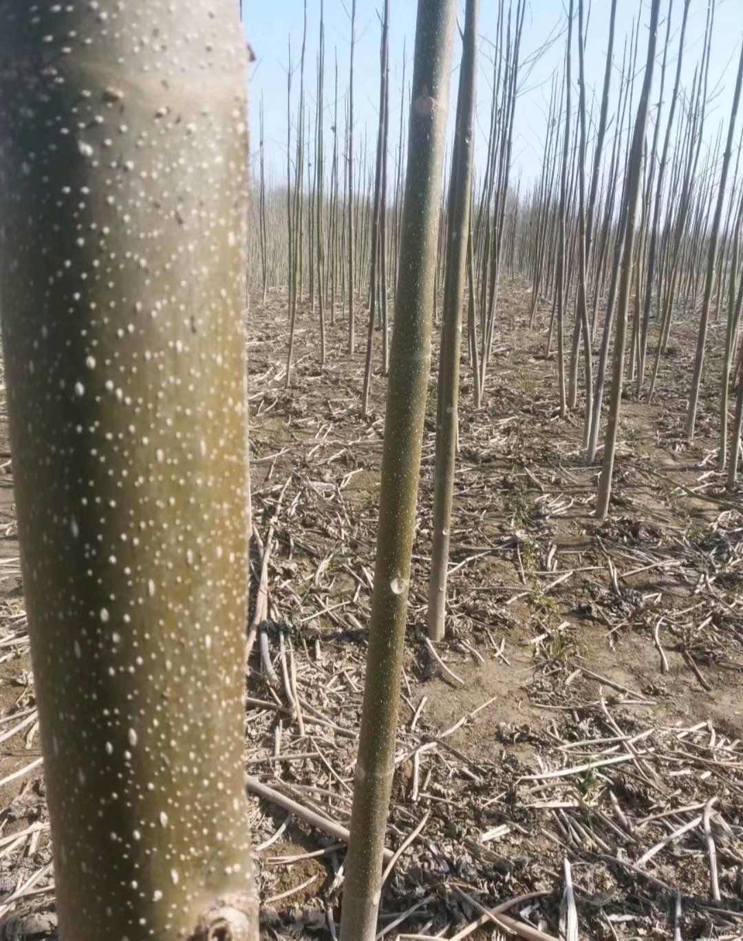  泡桐树苗 供应各种规格的梧桐树苗 基地直供