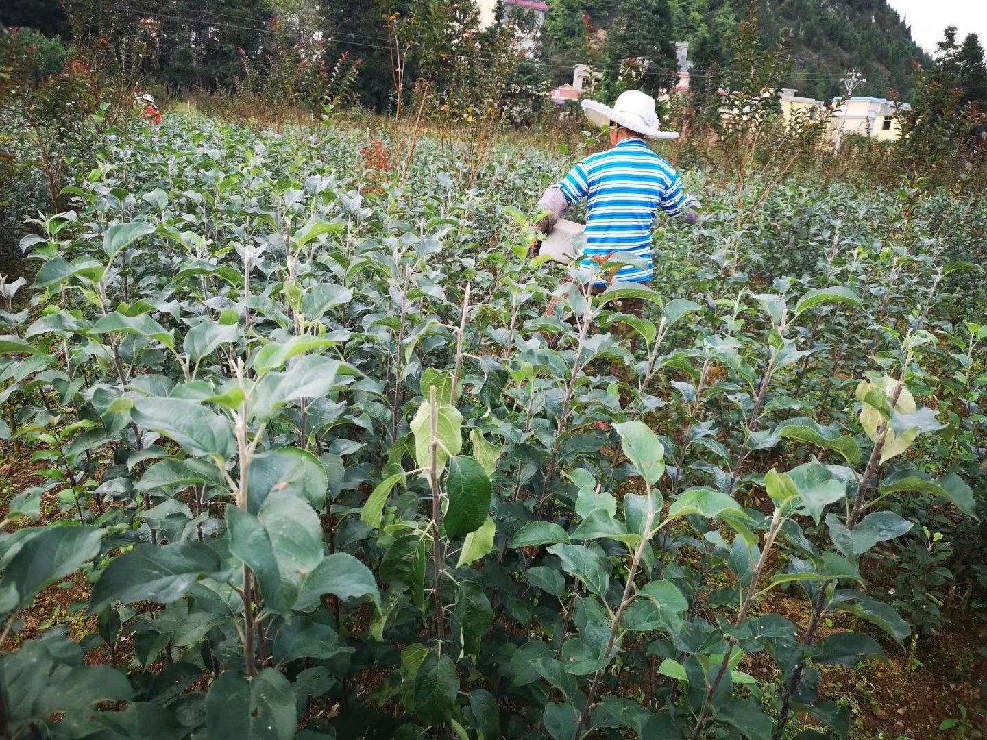 红富士苹果苗 0.5~1米