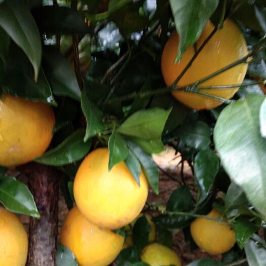 全州县纽荷尔脐橙 65 - 70mm 4-8两