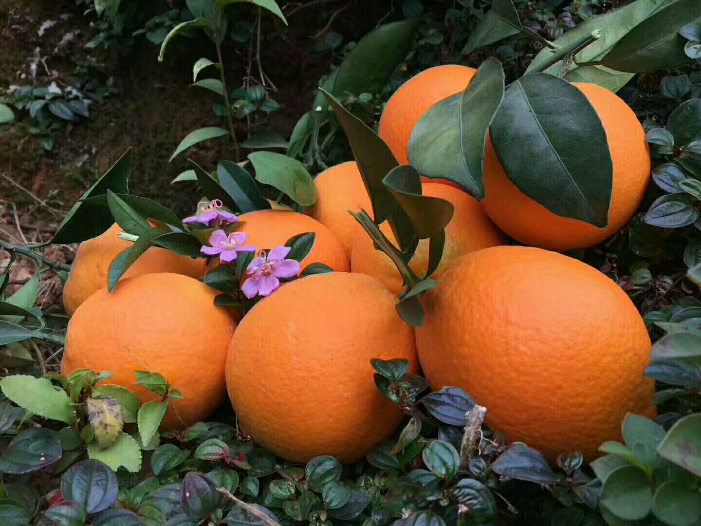 赣南脐橙 60-90mm