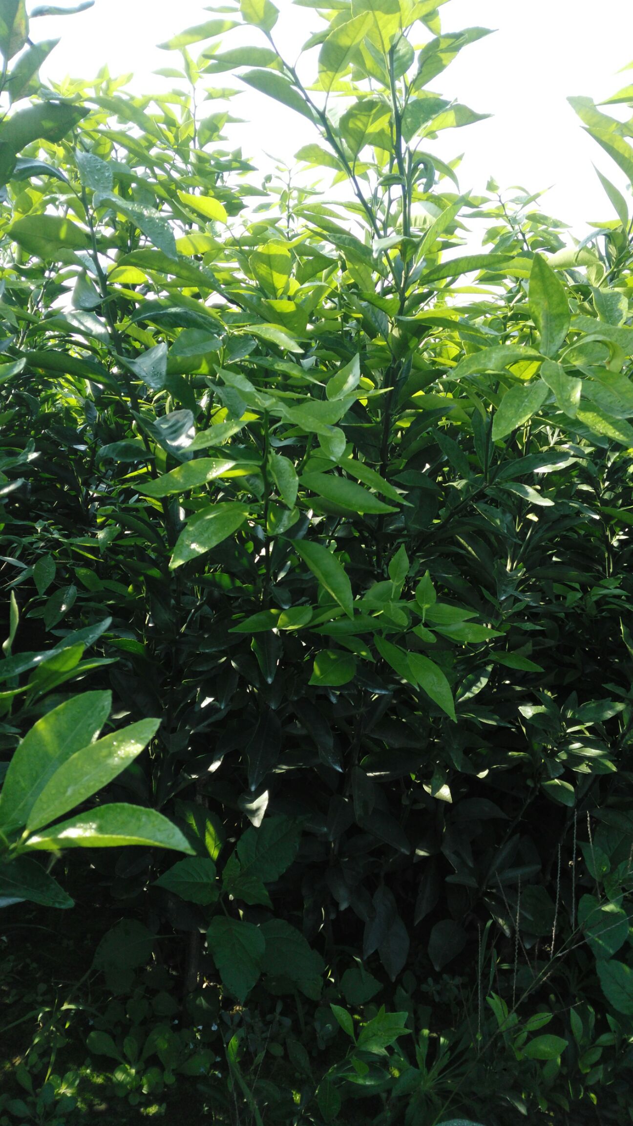 沃柑苗 嫁接苗 0.35~0.5米 