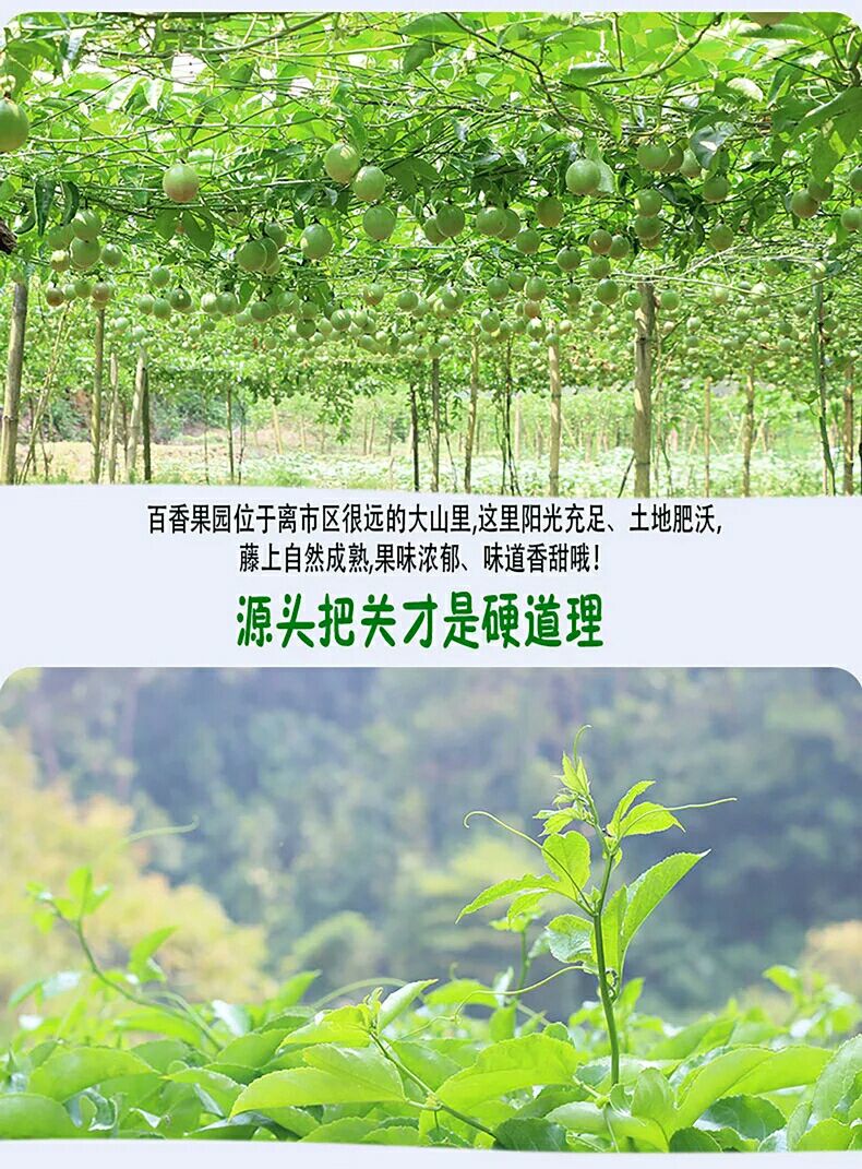 紫香一号百香果 70 - 80克