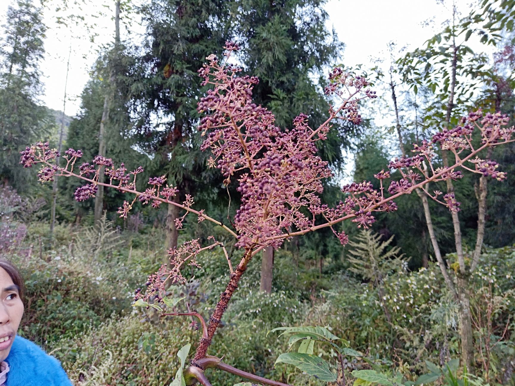 刺芽苗