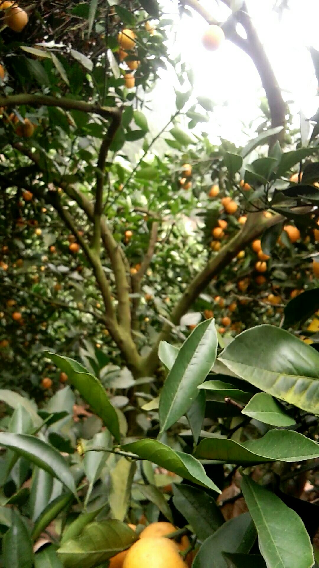 永兴冰糖橙 55 - 60mm