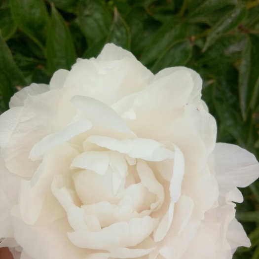 菏泽多花芍药 杨妃驾到