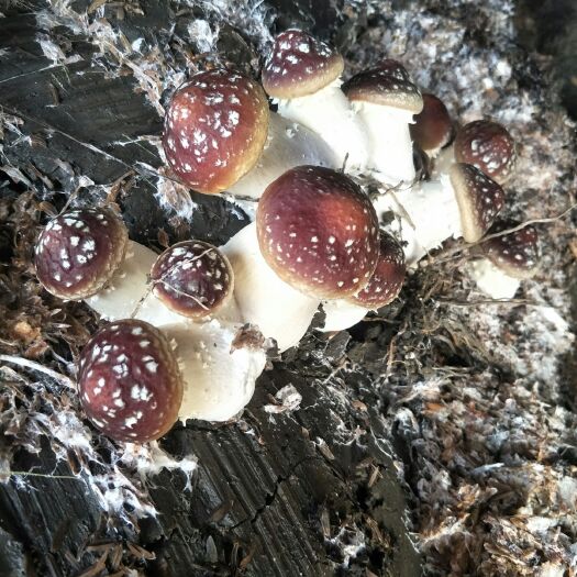 成都大球盖菇 人工种植 鲜货 未开伞 