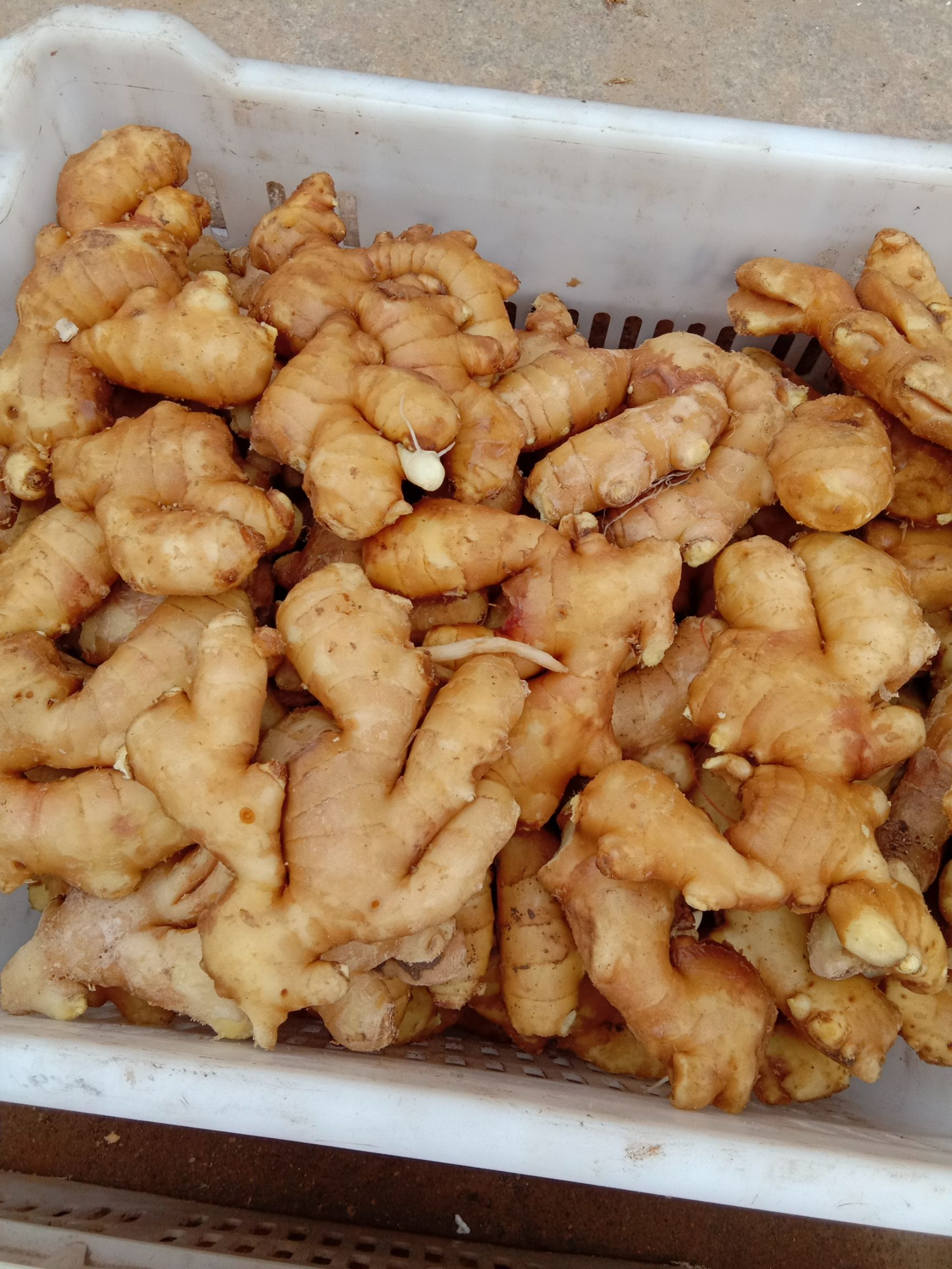 山东省日照市莒县肉姜 4两以上 带土