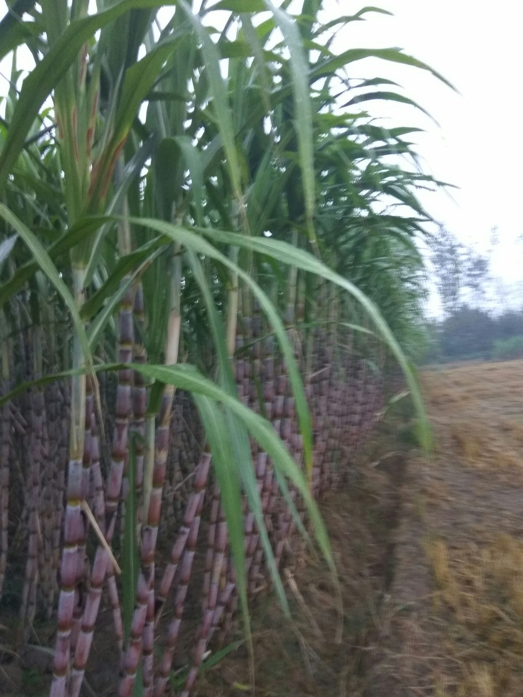 青皮甘蔗 3m以上 6 - 8cm