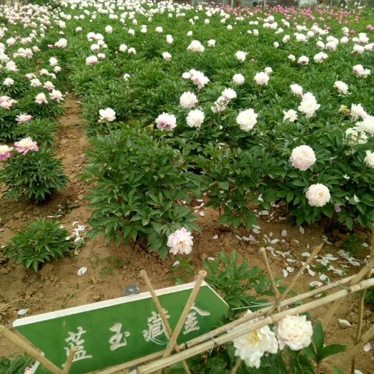 菏泽多花芍药  2cm以下 0.5~1米 自家种植观赏芍药    观赏牡
