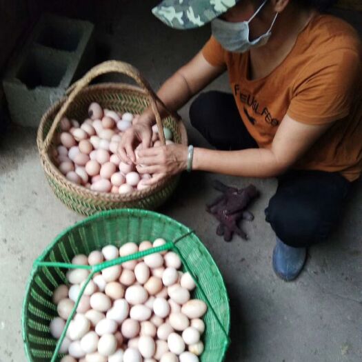 宣城土鸡蛋 食用 箱装