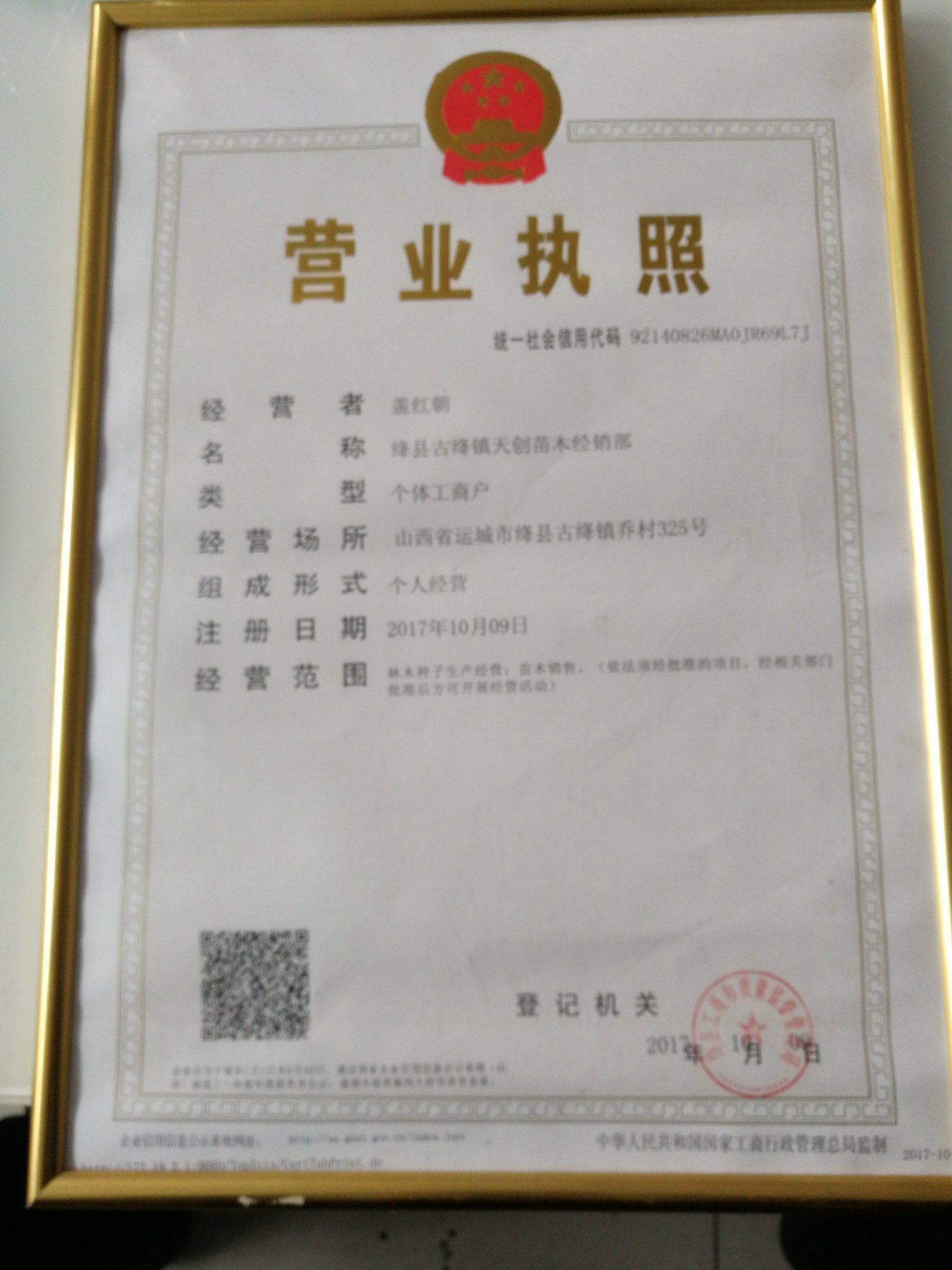 大红袍花椒苗  ，狮子头花椒苗颗粒大椒味浓产地批发