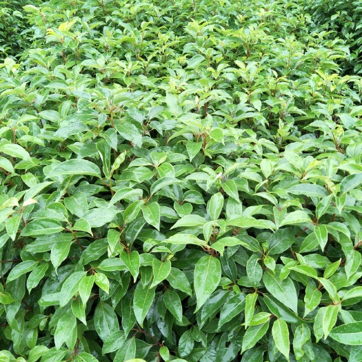 阳朔县樟树苗