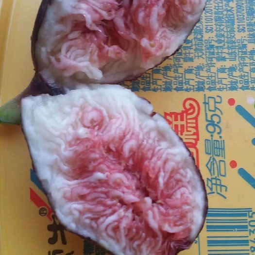 泰安紫色波尔多苗