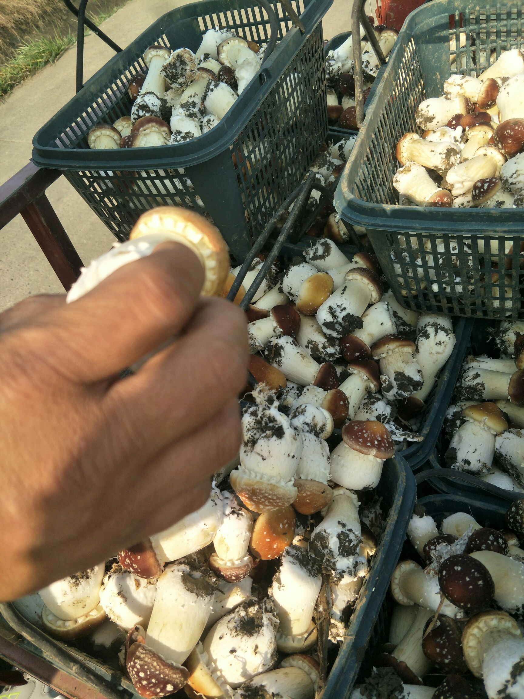 大球盖菇 人工种植 鲜货 未开伞 