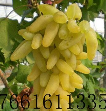 平邑县金手指葡萄苗 