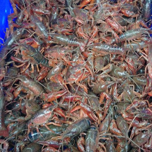 重庆市小龙虾  硬456全青虾，肉质饱满