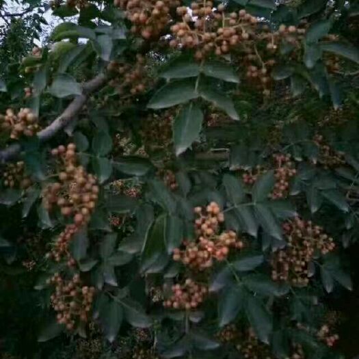 韩城市花椒种子