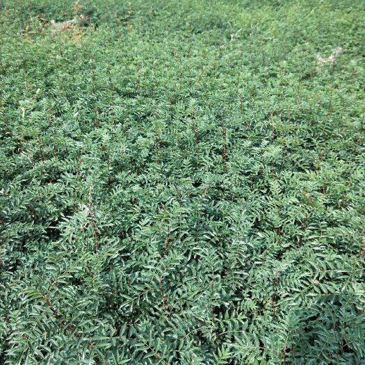 韩城市大红袍花椒苗