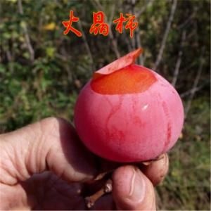 平邑县火晶柿子苗 嫁接苗 裸根苗