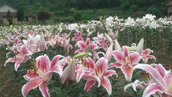 新沂市百合花 4以上