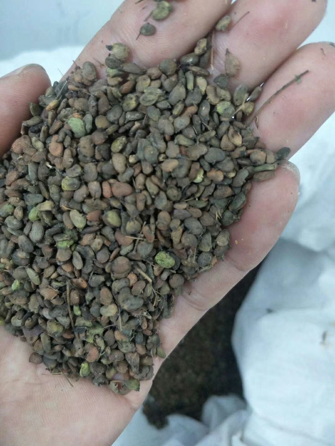 泰安黄栌种子  粒粒饱满的。沙藏催芽可以直接播种，