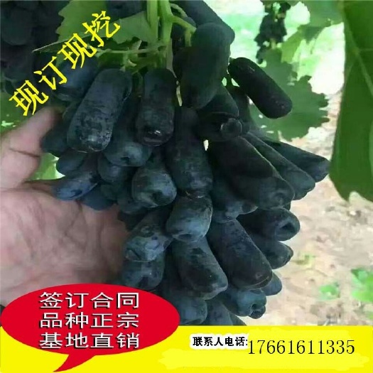 平邑县蓝宝石葡萄苗 