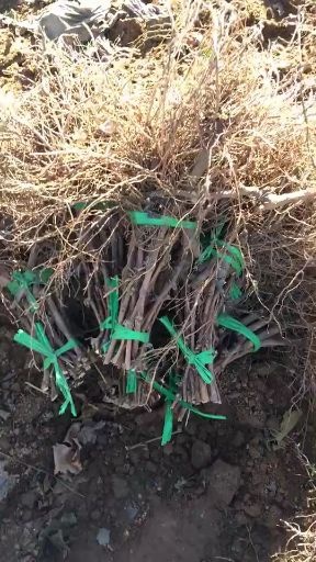 泰安巨峰葡萄苗  葡萄苗基地