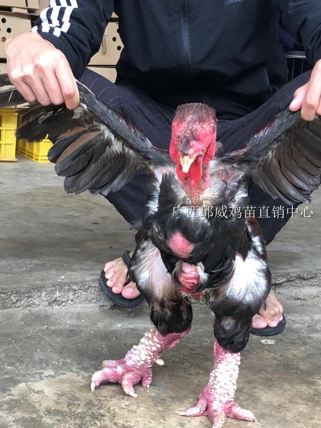 东涛鸡苗  纯正血统 包大脚