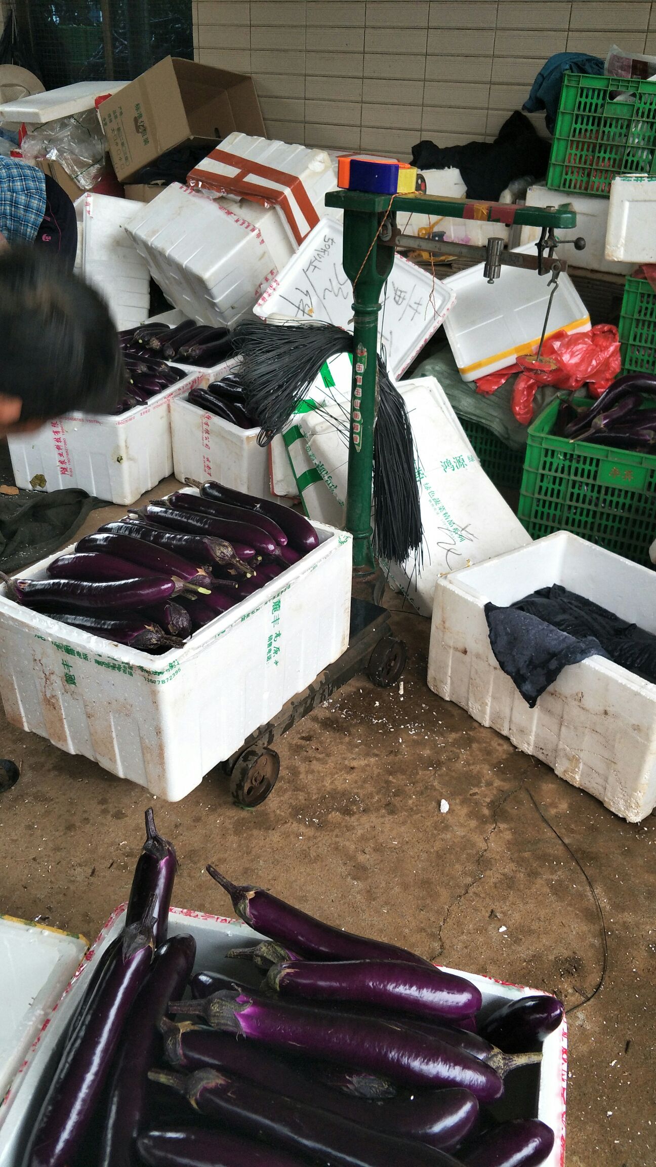 紫长茄  精品茄子