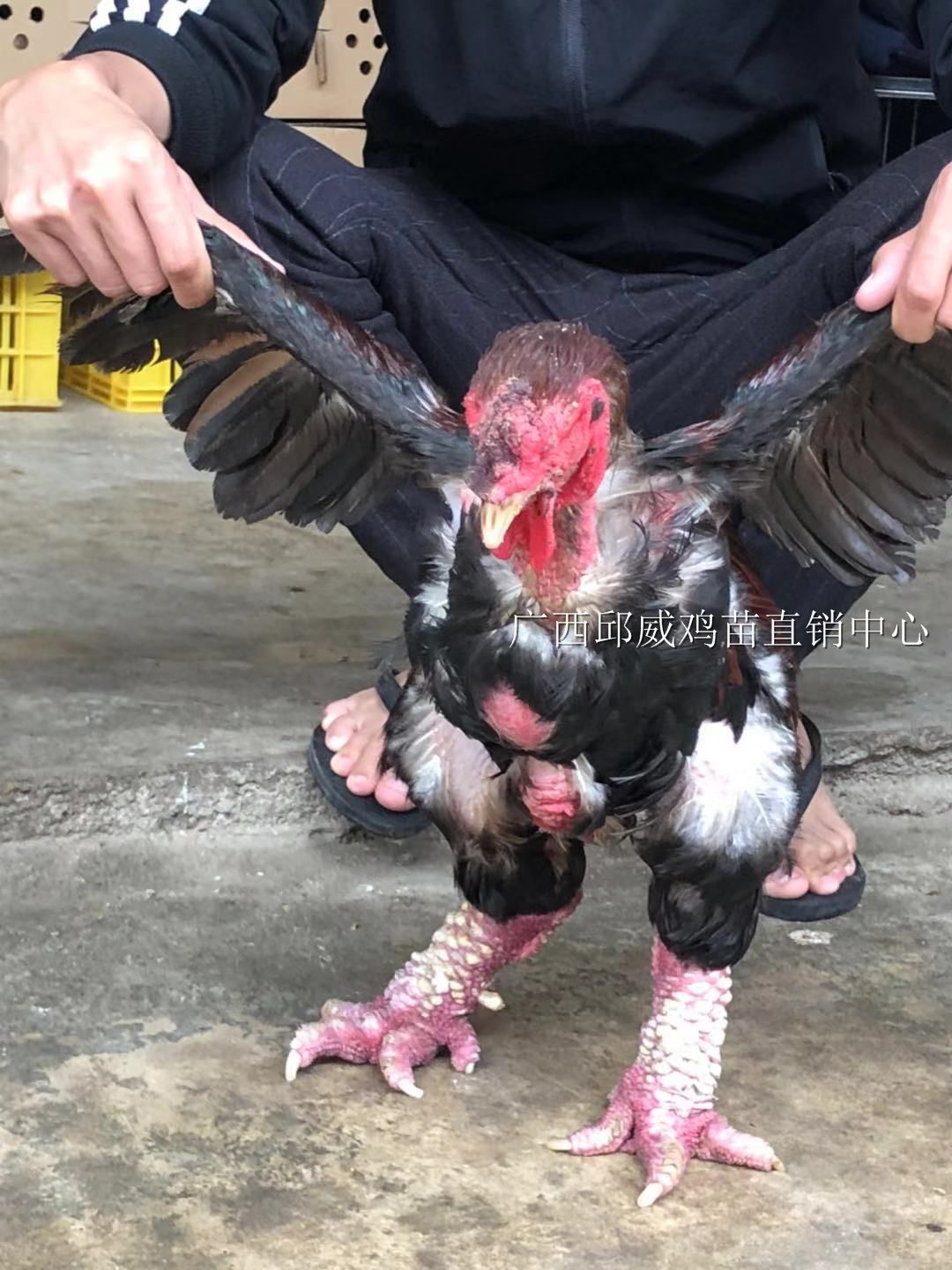 东涛鸡苗  纯正血统 包大脚
