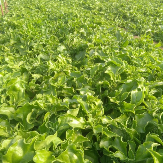 淄博非洲冰草