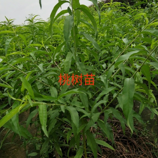 武陟县突围桃苗 1~1.5米