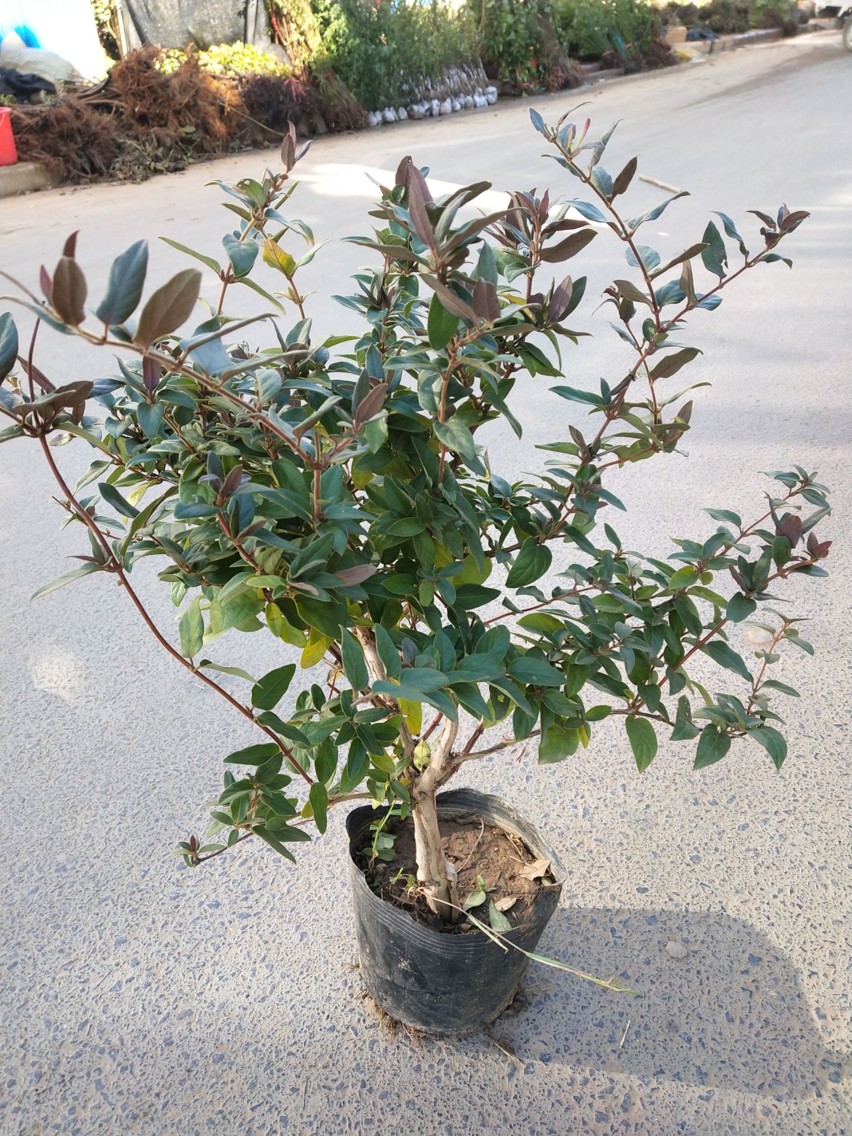 红色金银花苗 40~50公分