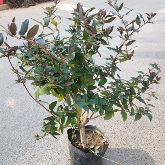 新沂市红色金银花苗 40~50公分