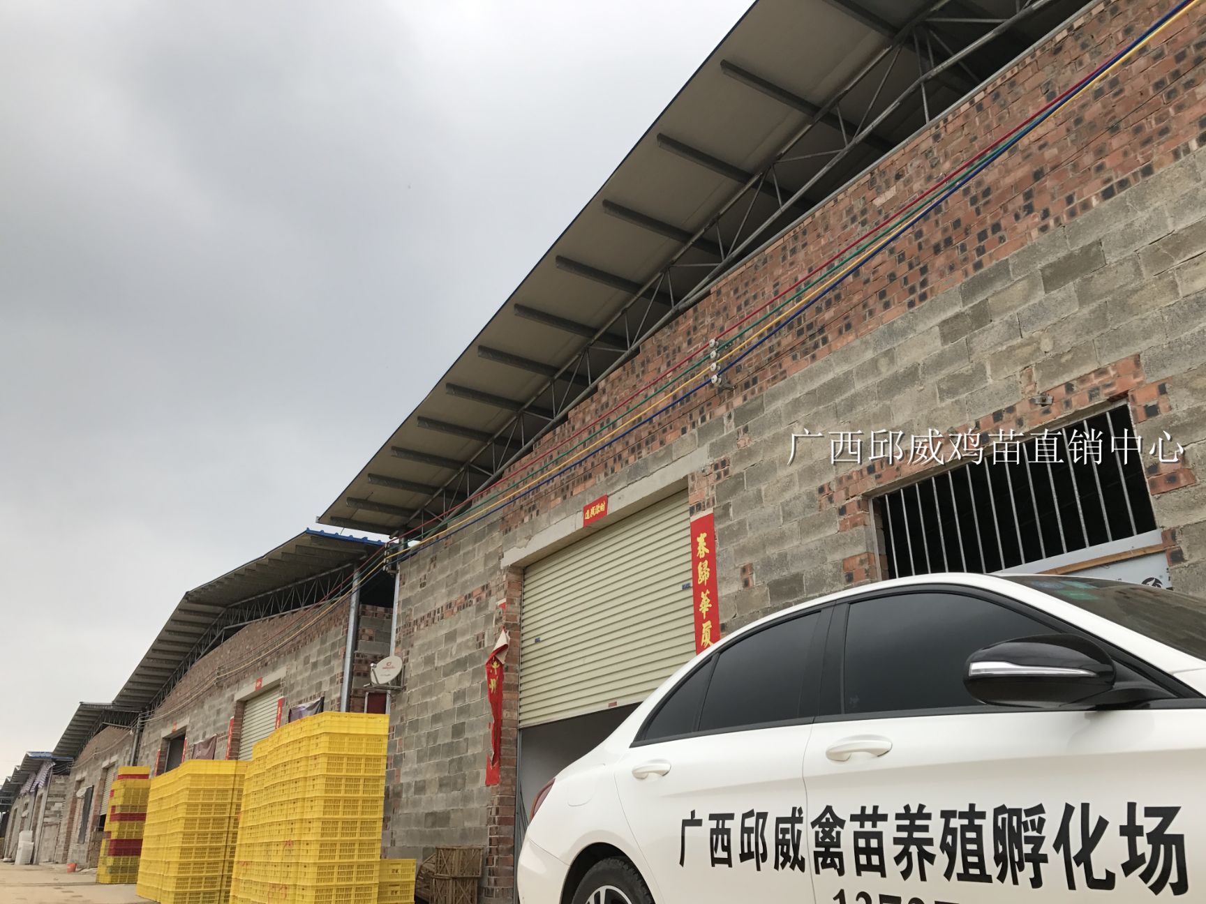 东涛鸡苗  纯正血统 包大脚