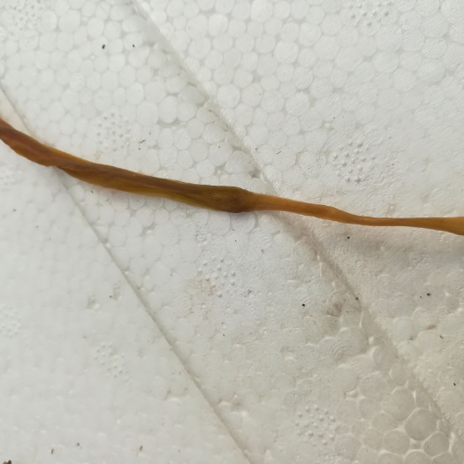 新泰市黄花菜干 12-18个月