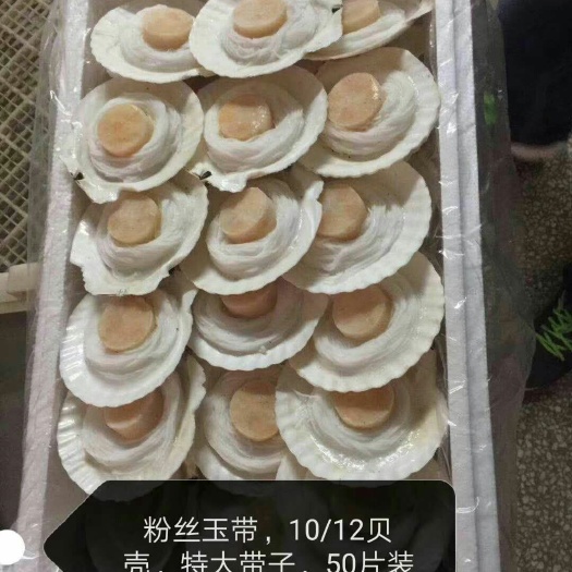 虾夷扇贝 人工养殖 5-10只/公斤 