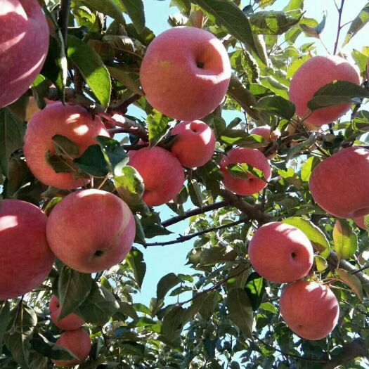 台安县寒富苹果 我们有货你们来，一起创造我们的未来