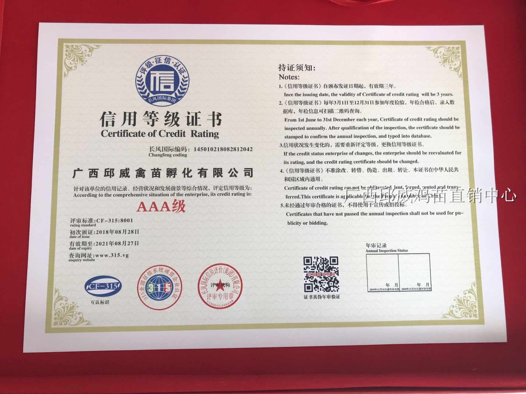 东涛鸡苗  纯正血统 包大脚