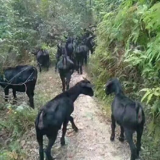 汨罗市黑山羊 30-50斤