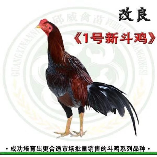 南宁斗鸡苗