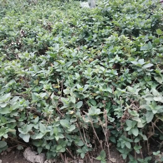 平邑县四季金银花苗 20~30公分