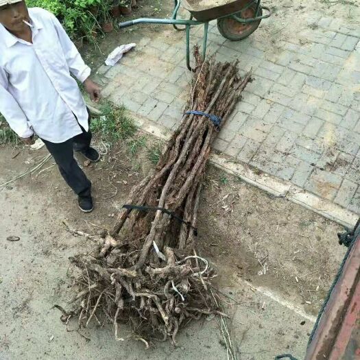 新沂市爬山虎 1~1.5米 1~2公分