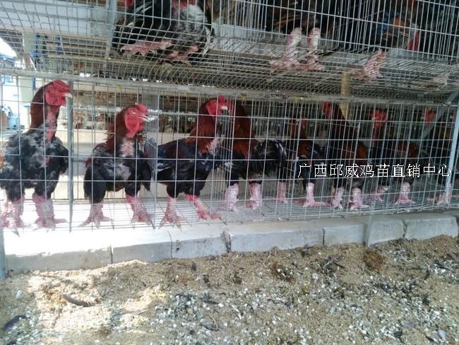 东涛鸡苗  纯正血统 包大脚