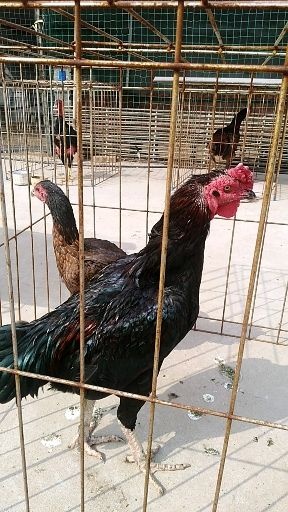 嘉祥县斗鸡苗