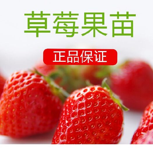 平邑县红颜草莓苗 地栽苗 20~30公分 