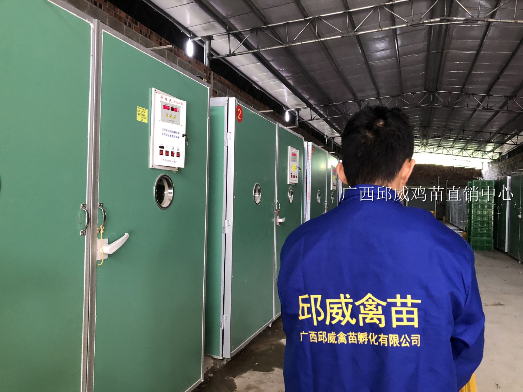 东涛鸡苗  纯正血统 包大脚